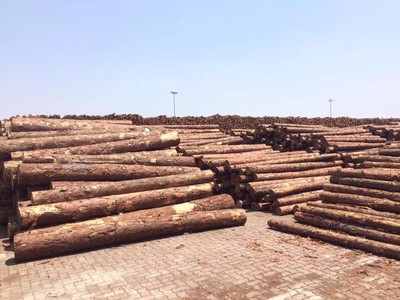 原產(chǎn)地供應淮安優(yōu)質(zhì)4.5米落葉松原木——蘇州木已成舟木材銷售