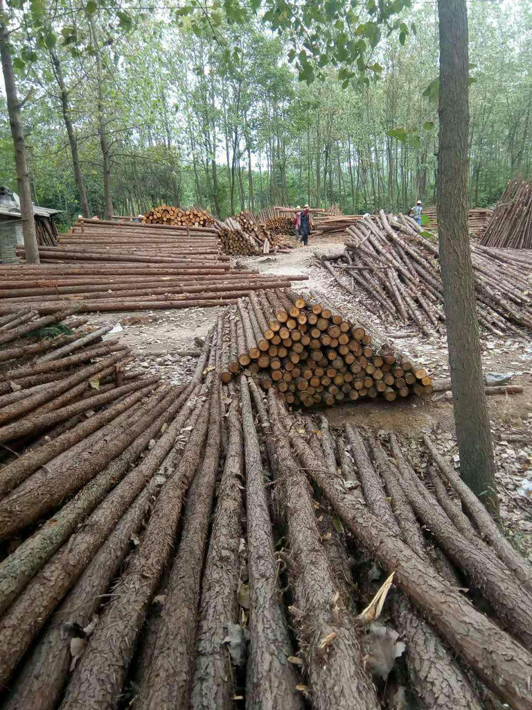 咸安區汀泗炳武木材經營部 專注湖北杉木樁與原木批發的專業廠家