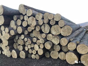 綏芬河匯道經(jīng)貿(mào) 深耕木材與服飾，熱銷產(chǎn)品連通南北市場(chǎng)