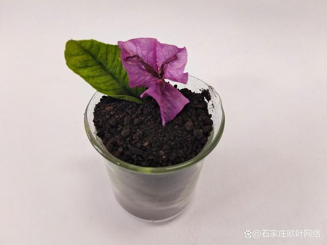 青海干雞糞有機肥料廠家 高原凈土孕育的生態肥料