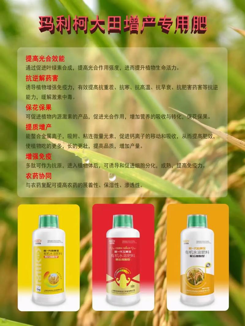 玉黃金有機水溶肥料（聚谷氨酸型） 玉米專用有機肥的科學施用與增產密碼
